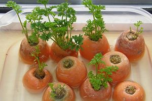 Faites repousser vos légumes préférés