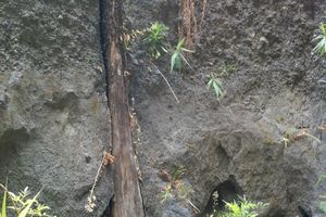 Paléo-forêt à La Réunion