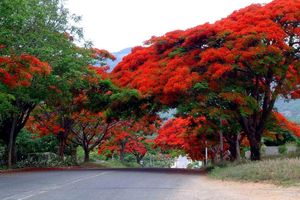 L’arbre de noël à la Réunion : le flamboyant, Delonix regia