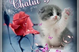 Un canapé pour le chat