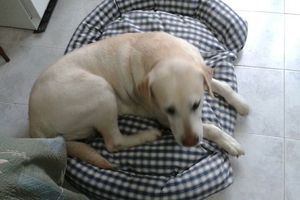 Le coussin de Banquise