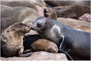 Escapade 2016, un mois sur Namibie-Botswana. (Semaine 4)
