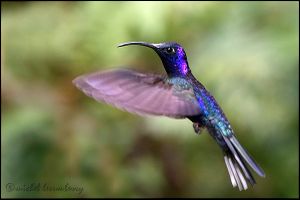 Oiseaux du Panama, les colibris