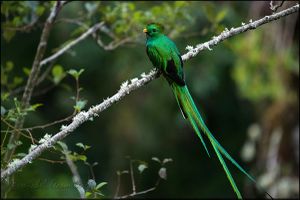 Mille et une photos du Panama, le quetzal resplendissant du Volcan Barú.