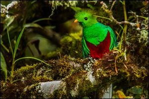 Cinq jours chez Quetzal resplendissant, le bel emplumé mythique