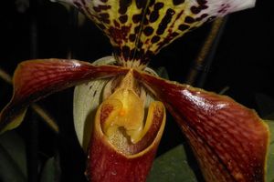 Dans le coeur de l'orchidée