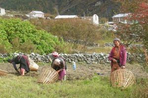 Langtang, village fantôme, essaie de reprendre vie.
