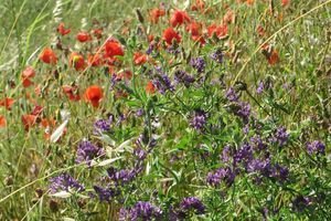 Sortie salades sauvages 30 avril 2016