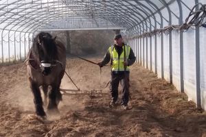 Les activités de traction animale se mettent en place