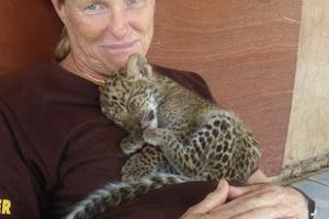 AVENTURE DECOUVERTE ET FELINS