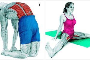 QUELS MUSCLES UTILISEZ VOUS LORS D EXERCICES