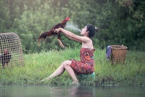 Nouvel an chinois 2017, année du Coq de feu