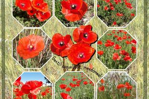 Jolis coquelicots...