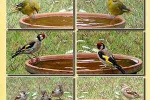 Les oiseaux à l'abreuvoir