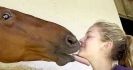 SAMVAHAN ANIMAUX