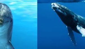 L'APPEL DES BALEINES