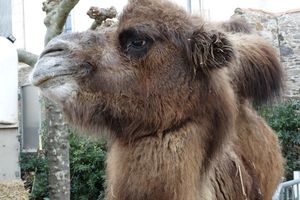 chameaux, lamas, ours aux Sables d'Olonne