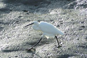 Les oiseaux des marais de Noirmoutier