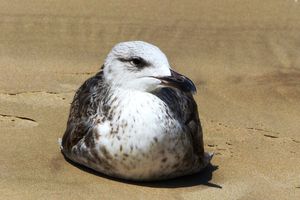 Goéland sur la plage des Sables d'Olonne