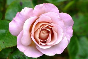 Des fleurs d'un jardin de la Vendée littorale