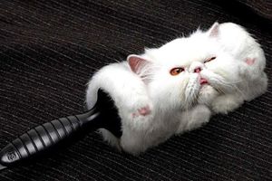 Problème de poils de chat sur les vêtements propres: une solution express!!