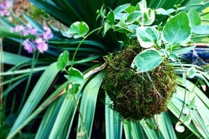 Opération Kokedama: un jeu d'enfants! #jardinsuspendu