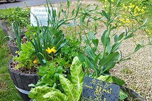 Partage de graines et plantation le Samedi 23 mai à Menetou Salon