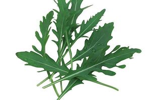 La roquette pour assaisonner plats et salades
