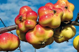 Apistar : la pomme idéale pour orner votre table de fête