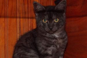 4 chatons sont à réserver :-)