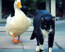 Même si je croise surtout des canards et des chats