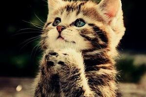 Cat catchy...