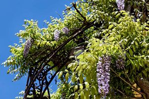 Le Printemps