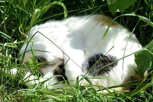Ne perdez plus jamais votre chat grâce à Weenect Cats ! {Test Produit}