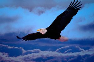Un rapace libre