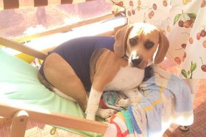 Justaucorps "maison" pour chienne opérée