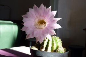 La fleur du lundi pour la communauté de flowerpower