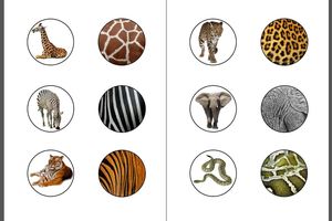 Zoom sur les animaux