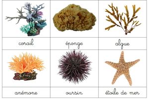 cartes de nomenclature MER : faune et flore