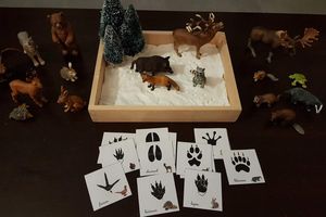 Empreintes animaux de la forêt
