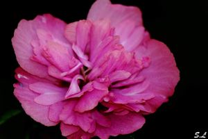 Lundi Soleil #18 : La vie en rose