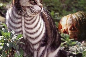 Halloween : les meilleures tenues