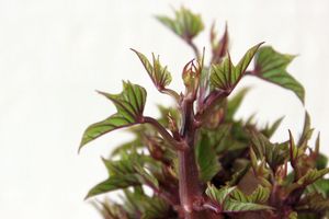 Vite, une plante verte !