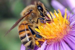 Les abeilles.