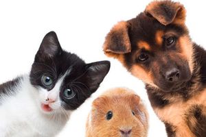 Nos animaux.