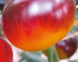 Tomates : la liste des espèces que j'ai choisies