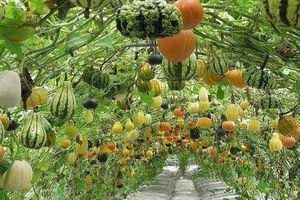 Esthétique : faire pousser les courges en hauteur