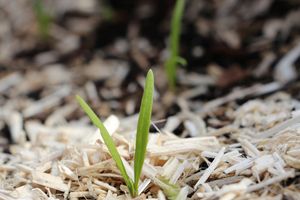 25 octobre : le potager est presque plein