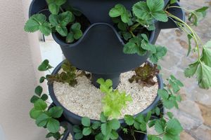 Pas facile de planter un potager qui va déménager