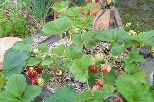 Premières fraises